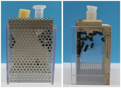 Fungicides and insecticides can alter the microbial community on the cuticle of honey bees